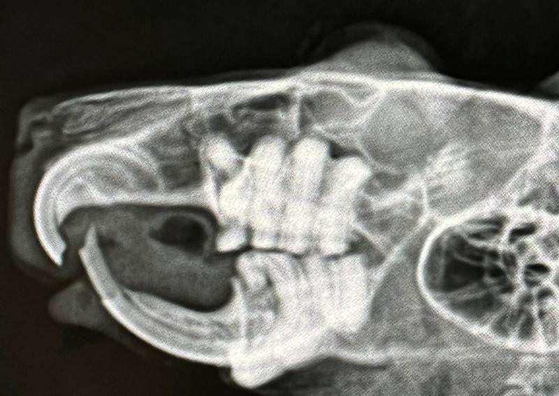Carousel Slide 31: Chicago Guinea Pig X-ray