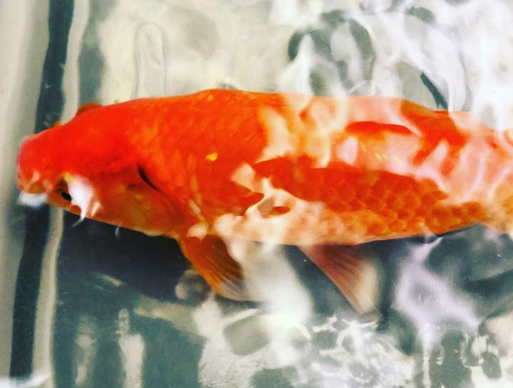 What do you feed goldfish? - Fish Vet