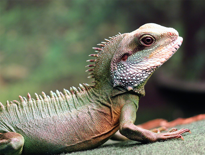 exotic lizard pets