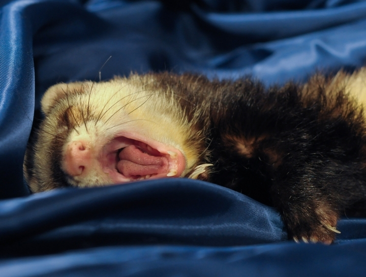 are ferrets mean to dogs