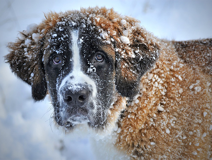 are dogs safe outside in the cold