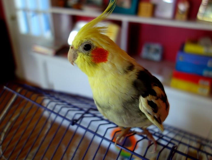 Unwanted Egg Laying in Pet Birds - Causes & Prevention