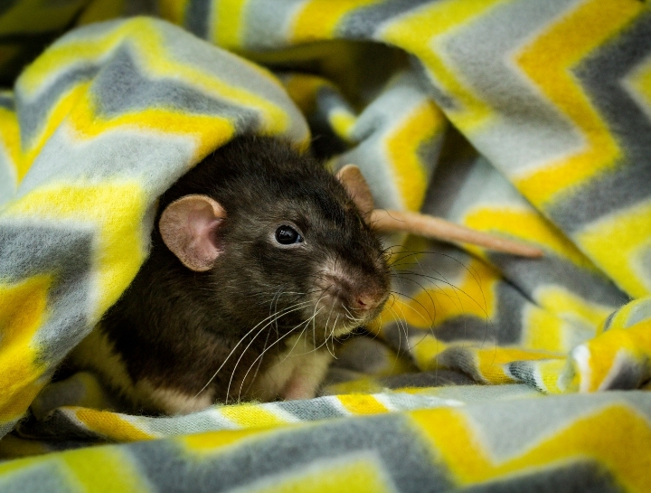 Diagnosing Tumors in Rats (Part 2)