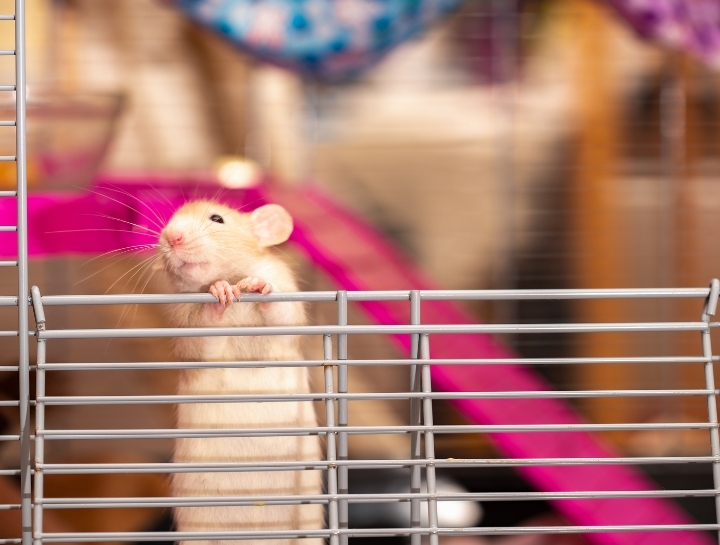 Diagnosing Tumors in Rats (Part 1)