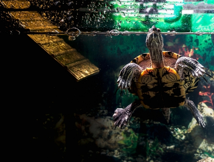 How Do Red-Eared Slider Turtles Hibernate, And What Precautions Should Be Taken During This Period?  