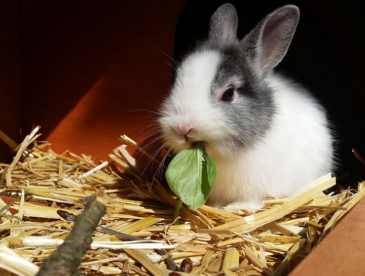 Rabbit Hemorrhagic Disease