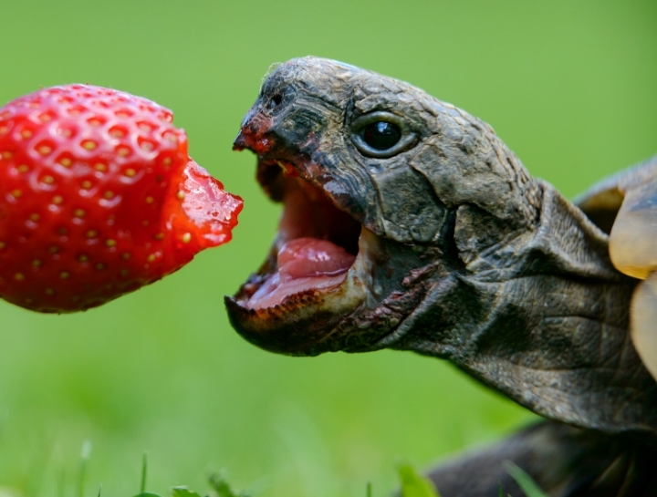 Proper Nutrition for Herbivorous Reptiles & Amphibians