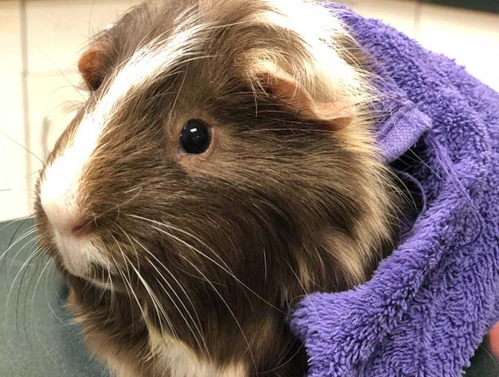 Boarding for Pocket Pets, Birds & Exotics